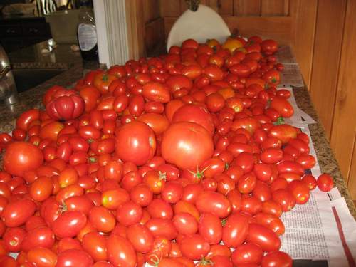 Tomato 'Juliet'