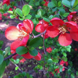 Quince 'Kingishi'-0