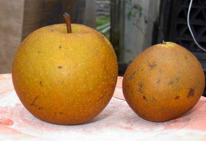 Asian Pear 'Korean Giant'-1338