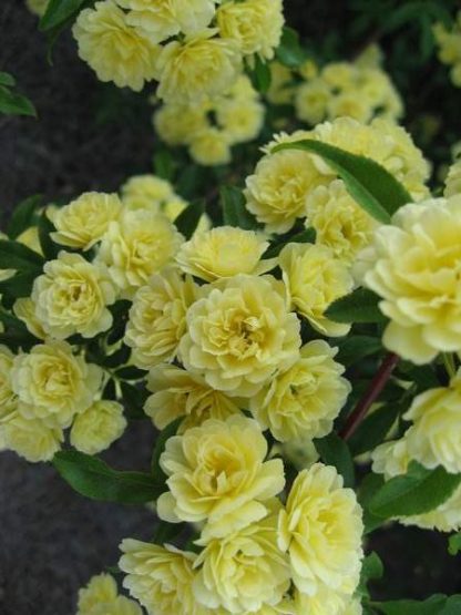 Rose 'Lady Banks Yellow'-983