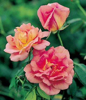 Rose 'Lafter'-993