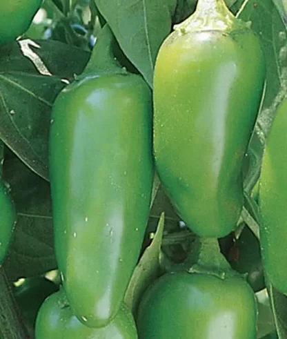 Jalapeno 'Large'