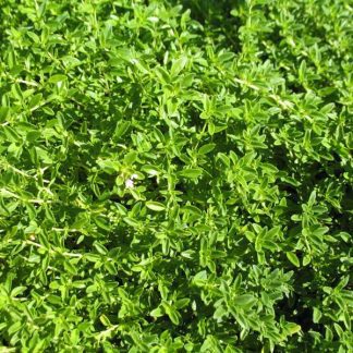 Thyme 'Lime''-0