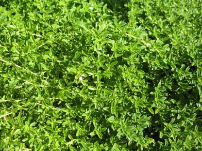 Thyme 'Lime''-0