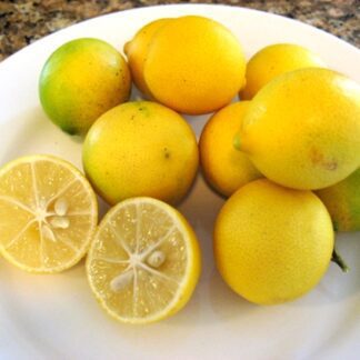 Eustis Limequat 1 gal.-0