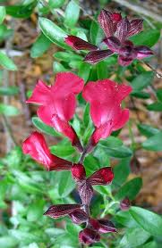 Salvia greggii 'Lipstick'-224