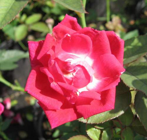 Louis Philippe Rose 