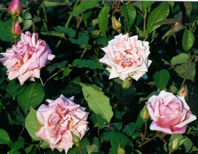 Rose 'Madame Lombard'-994