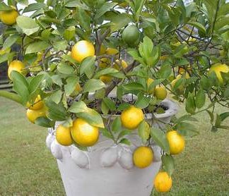 Meyer Lemon - 1 gal-0