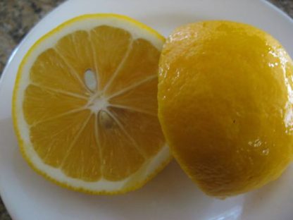 Meyer Lemon - 1 gal-1285
