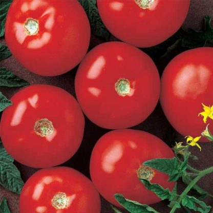 Tomato ' Mountain Fresh'-0