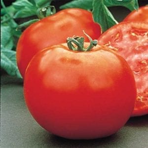 Tomato 'Mountain Pride'