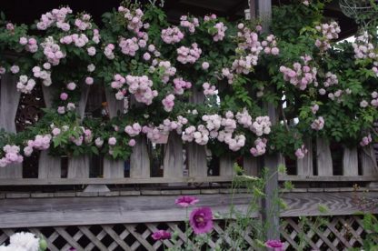 Rose 'Multiflora Carnea'-966