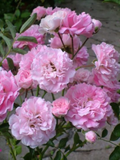 Rose 'Multiflora Carnea'-968
