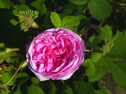Rose 'Napoleon'-799