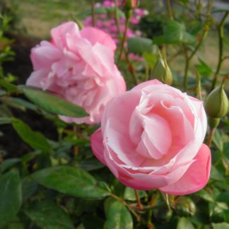 Rose 'Natchitoches Noisette'-0