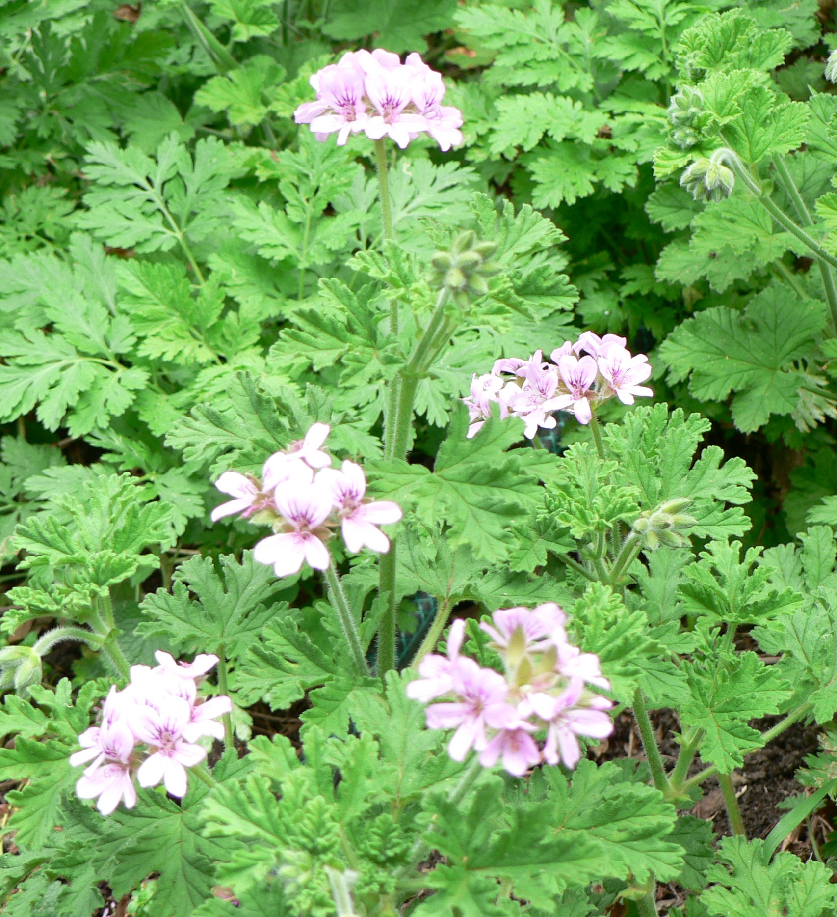 scented geranium isko rose