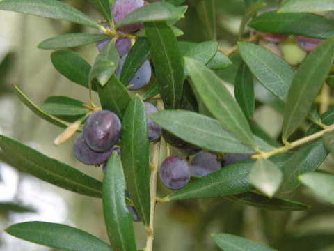 Arbequina Olive-1224