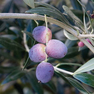 Arbequina Olive-1225