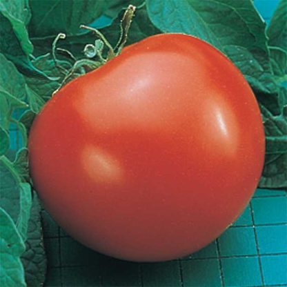 Tomato 'Goliath'-0
