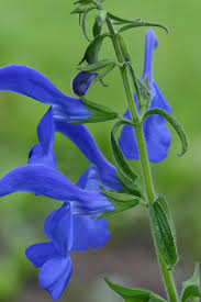 Salvia patens 'Blue Angel'-241