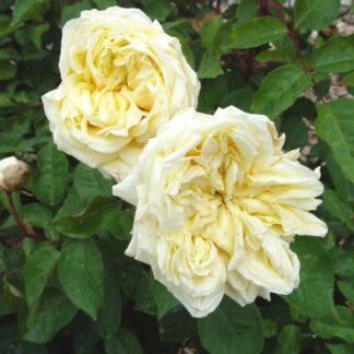 Rose 'Perle des Jardins Cl.-0