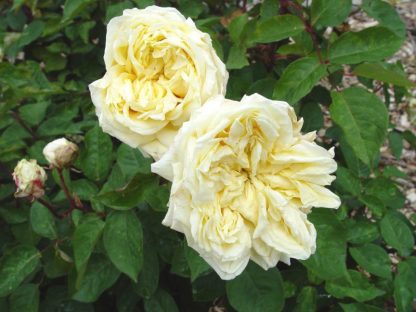 Rose 'Perle des Jardins Cl.-0