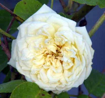 Rose 'Perle des Jardins Cl.-962