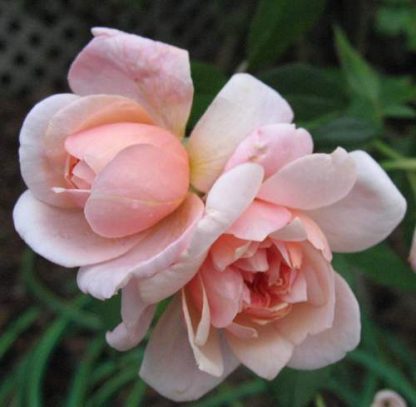 Rose 'Perle de'Or'-899