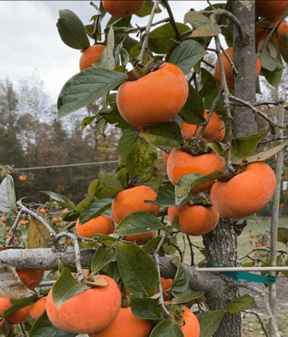 Oriental Persimmon, Citrus & Kiwi Walking Tour