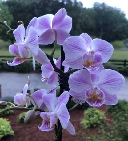 Re-Potting Orchids