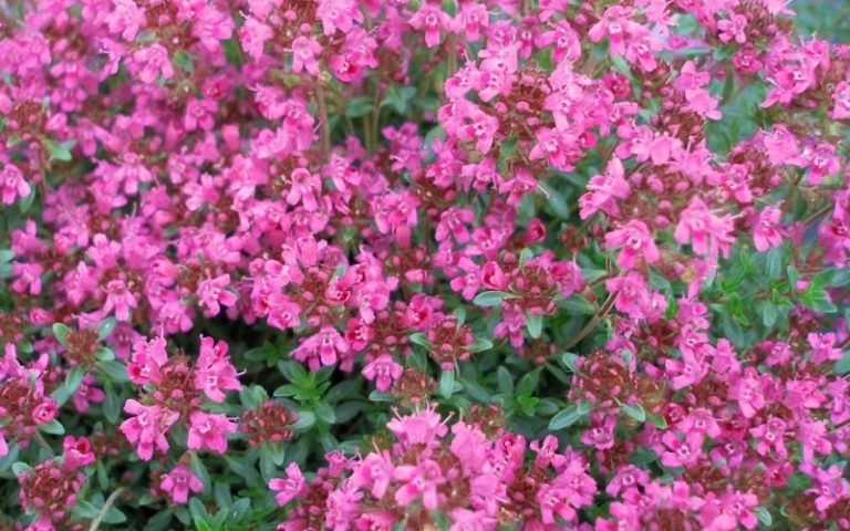 Thyme ‘pink Chintz’