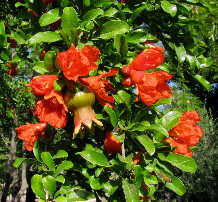 Pomegranate 'Grenada'-1405