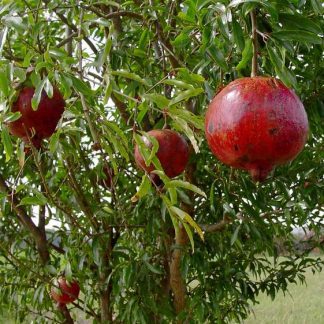 Pomegranate 'Wonderful'-0