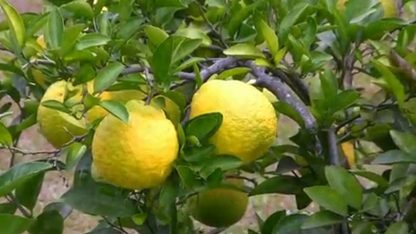 Ponderosa Lemon-1290