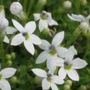 Pratia pedunculata - White Star Creeper-194