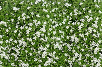 Pratia pedunculata - White Star Creeper-195