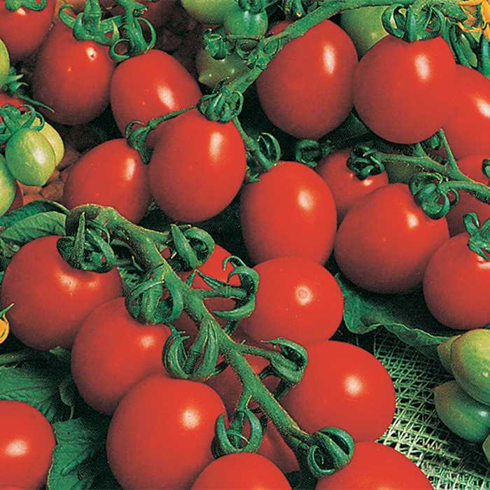 Tomato 'Principe Borghese'-0