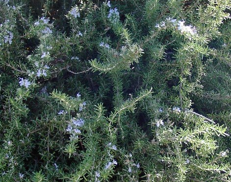 Rosemary 'Prostrate'-637