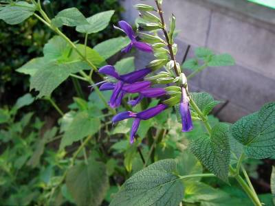 Salvia guaranitica 'Purple Majesty'-239