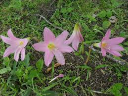 Zephyranthes Robusta - Rain Lily-0