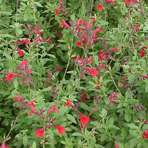 Salvia greggii 'Red'-0