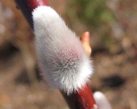 Red Bud Pussy Willow-1113