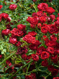 Rose 'Red Cascade'-964