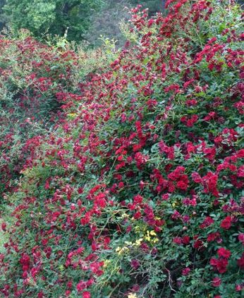 Rose 'Red Cascade'-0