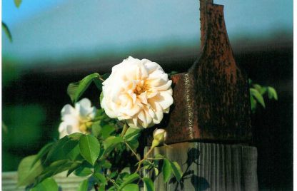 Rose 'Reve d'Or'-874