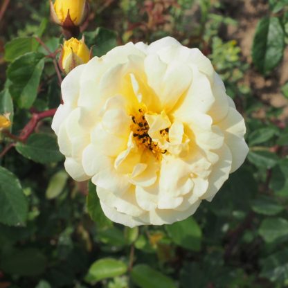 Danae - Image 10