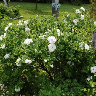 Blanc Double Courbet