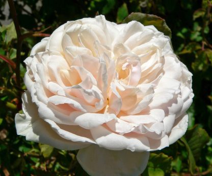 Rose 'Madame Alfred Carriere'-870