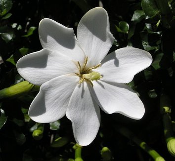Gardenia 'Rosedown'-1055